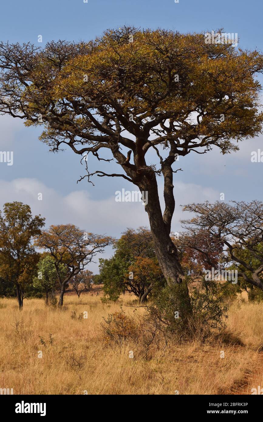 Marula Fruit Tree In African Grassland (Sclerocarya birrea) Stock Photo