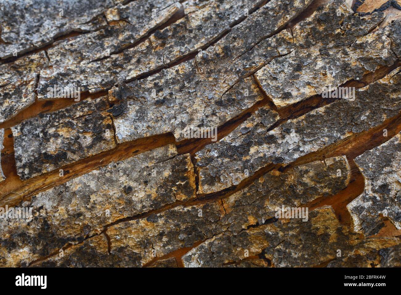 Natural Rough Peeling Tree Bark Stock Photo