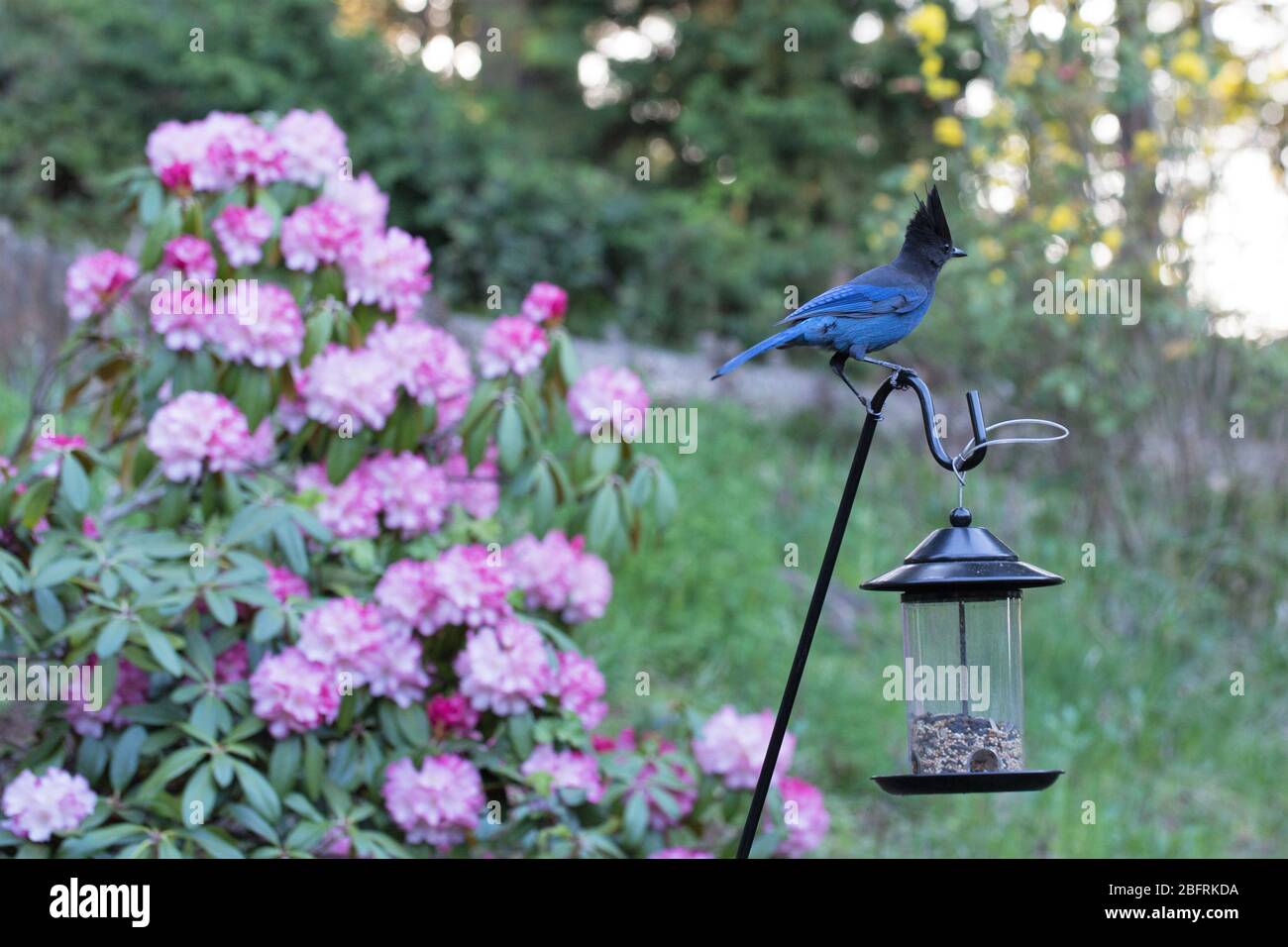 Stellers jay cyanocitta stelleri in hires stock photography and images