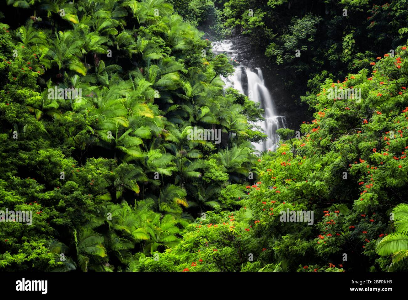 Seasonal waterfall flows among the dense rainforest vegetation of palm trees and flowering African tulip trees along the Hamakua Coast on the Big Isla Stock Photo