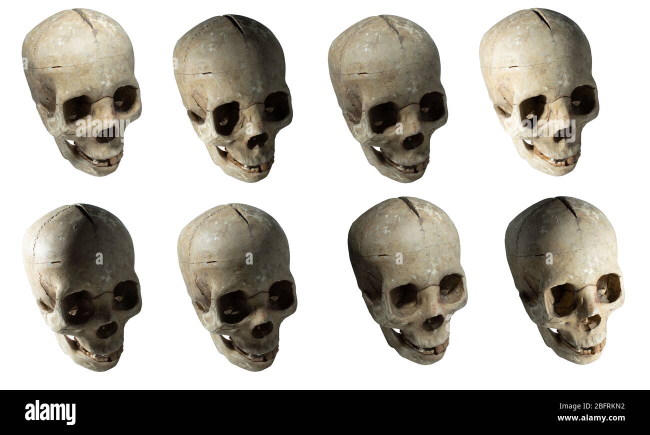 Fake Skull Collection Stock Photo