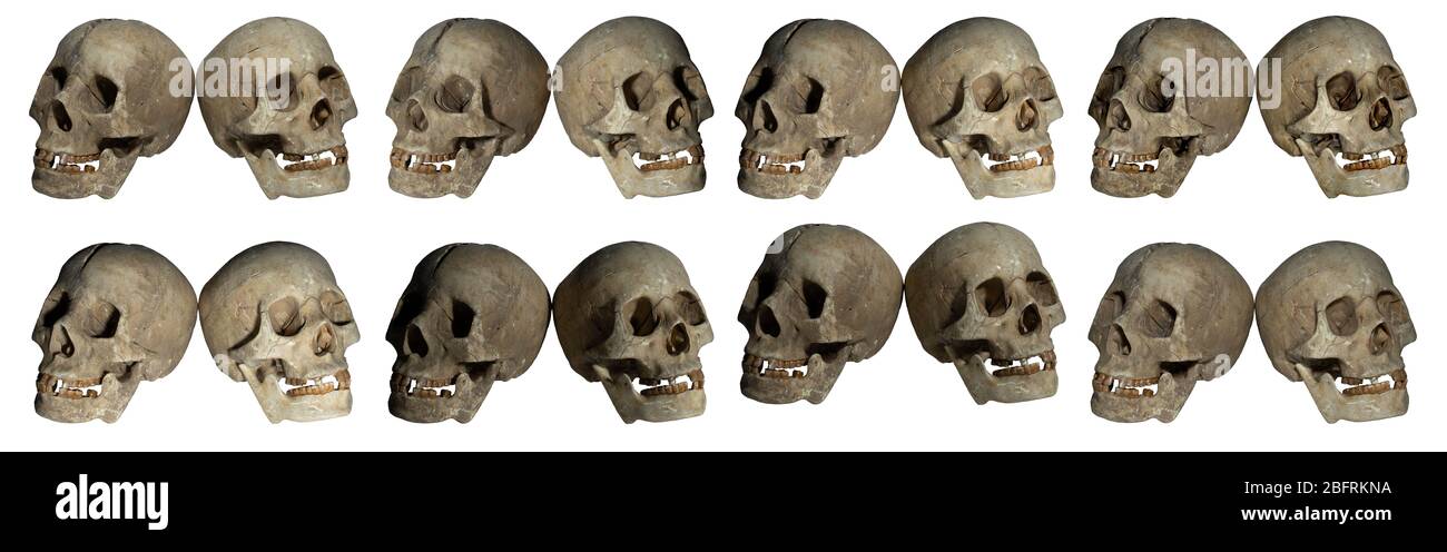 Fake Skull Collection Stock Photo