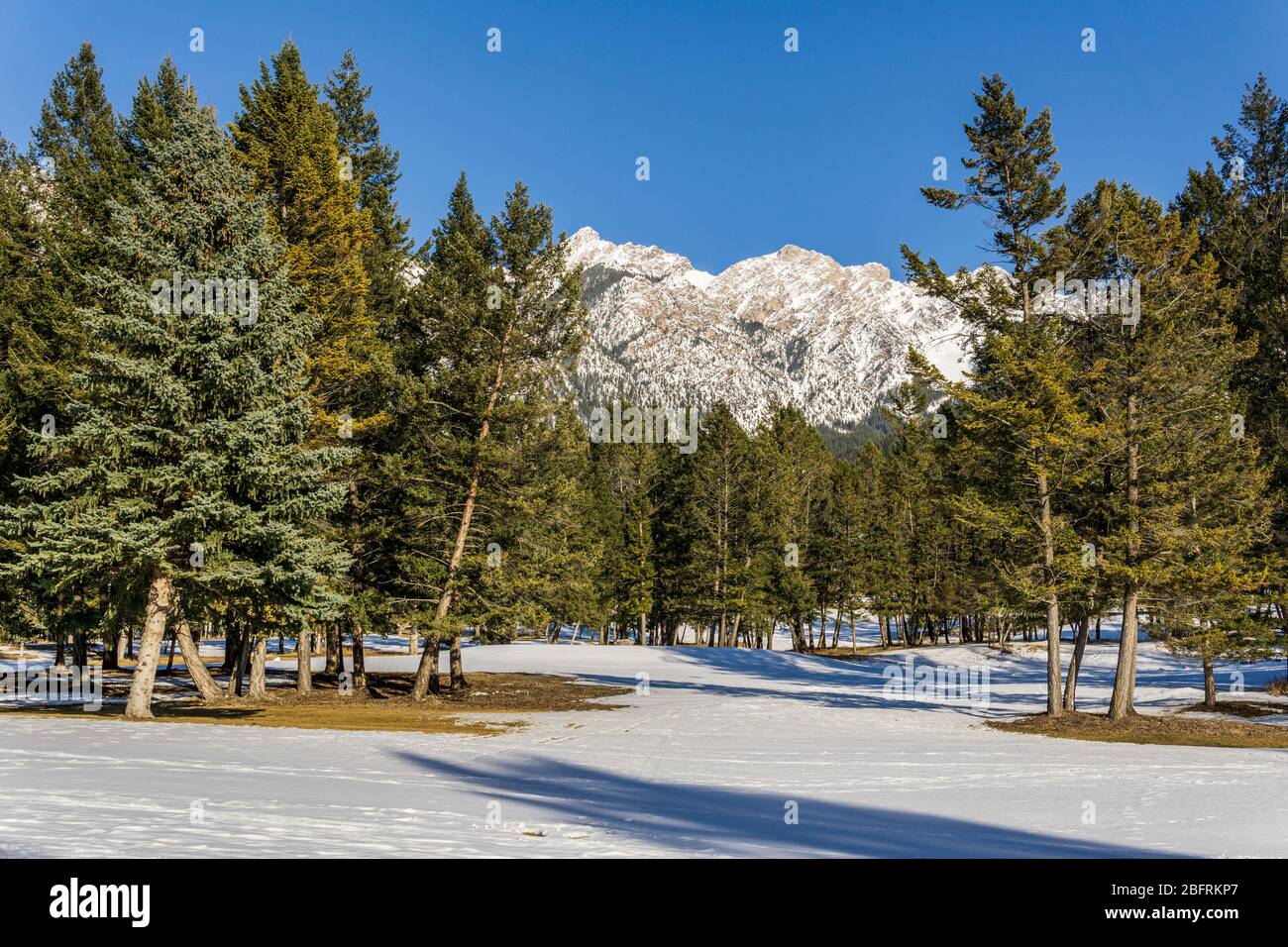 close-up view of the mountain peak with trees and snow on it sunny ...