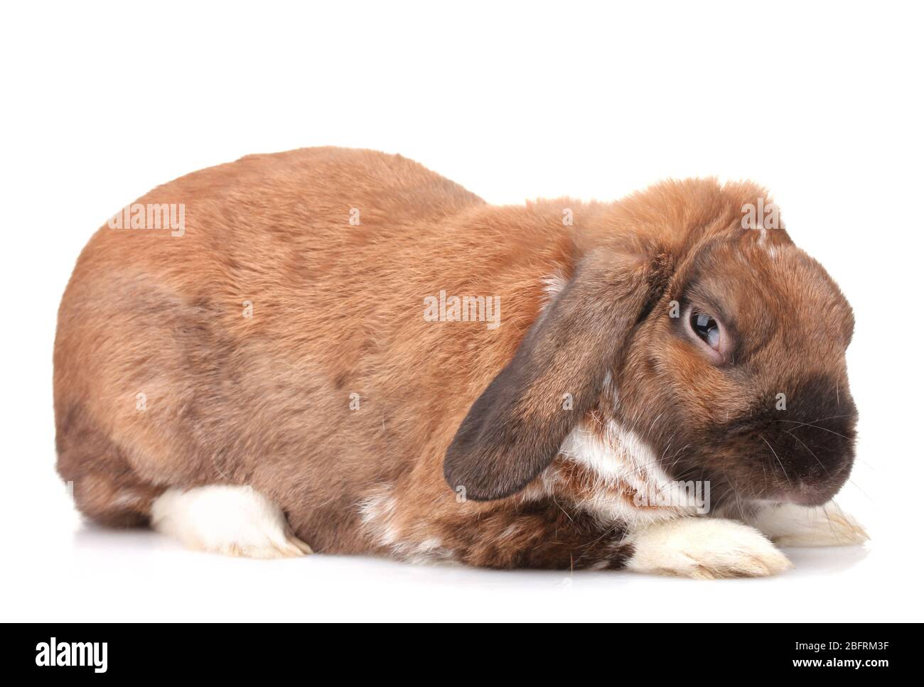 Lop-eared rabbit isolated on white Stock Photo - Alamy