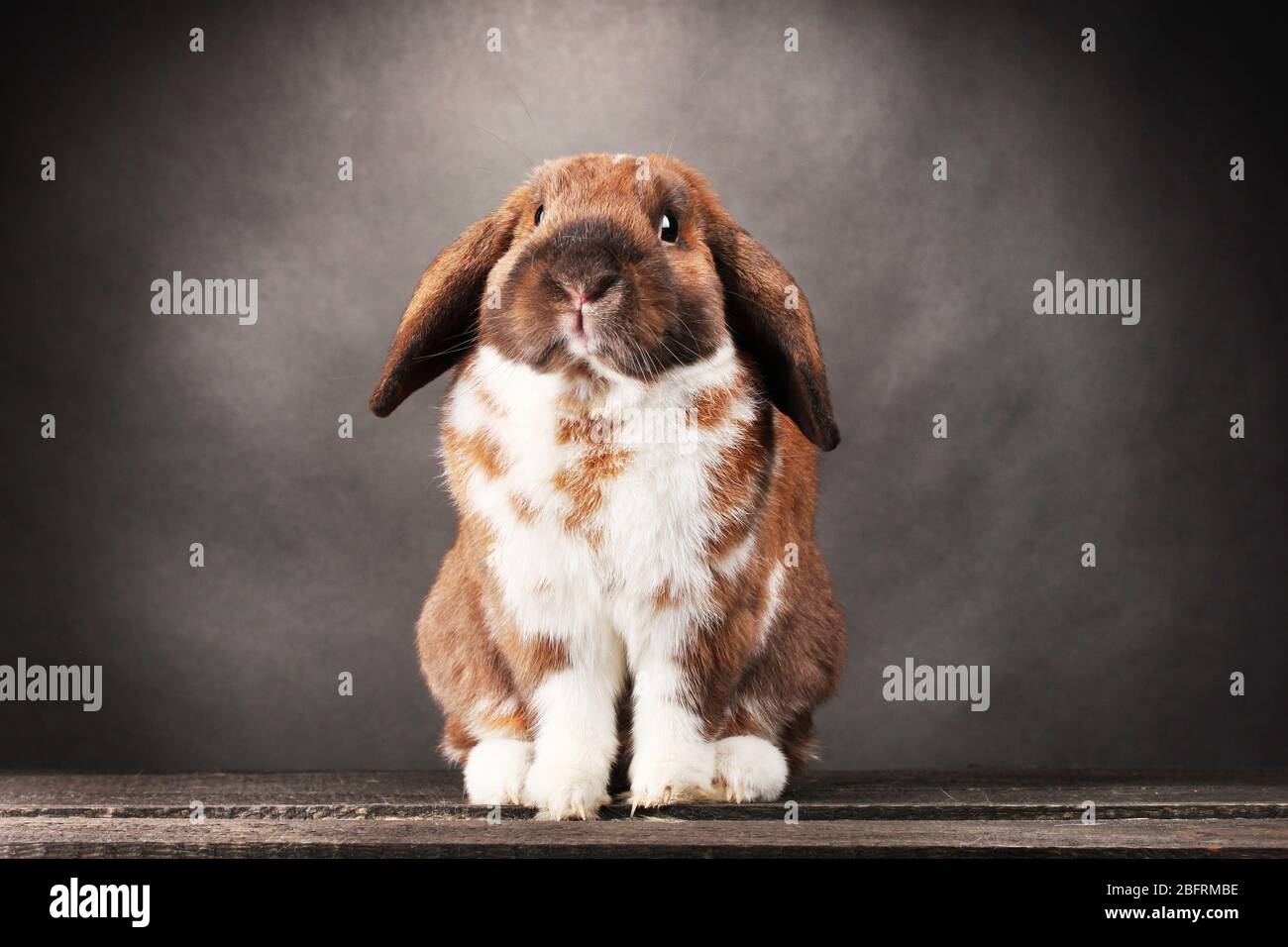 Lop-eared rabbit on grey background Stock Photo