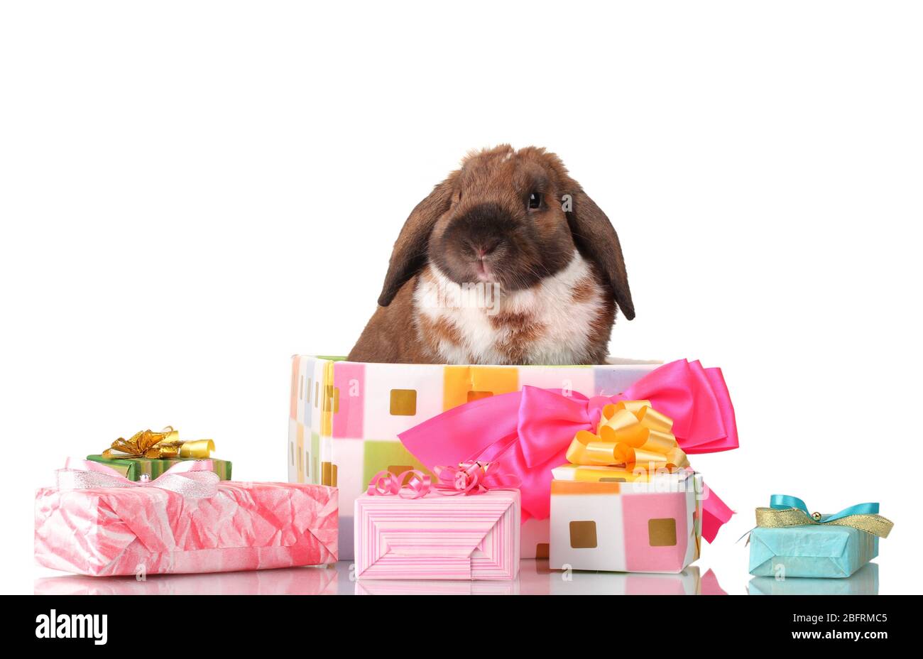 Lop-eared rabbit in a gift box with pink bow isolated on white Stock ...