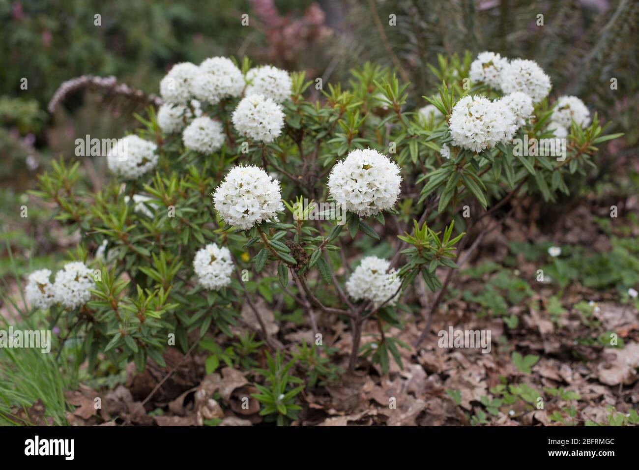 südamerik. stechpalme Amerikanische Stechpalme als Spalierbaum 'Nellie R. Stevens' main image 1