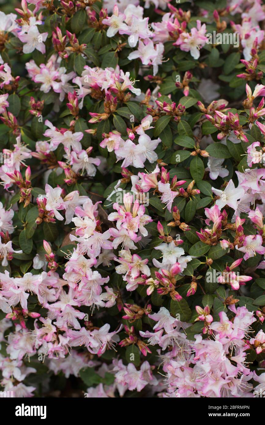 Rhododendron 'Ginny Gee'. Stock Photo