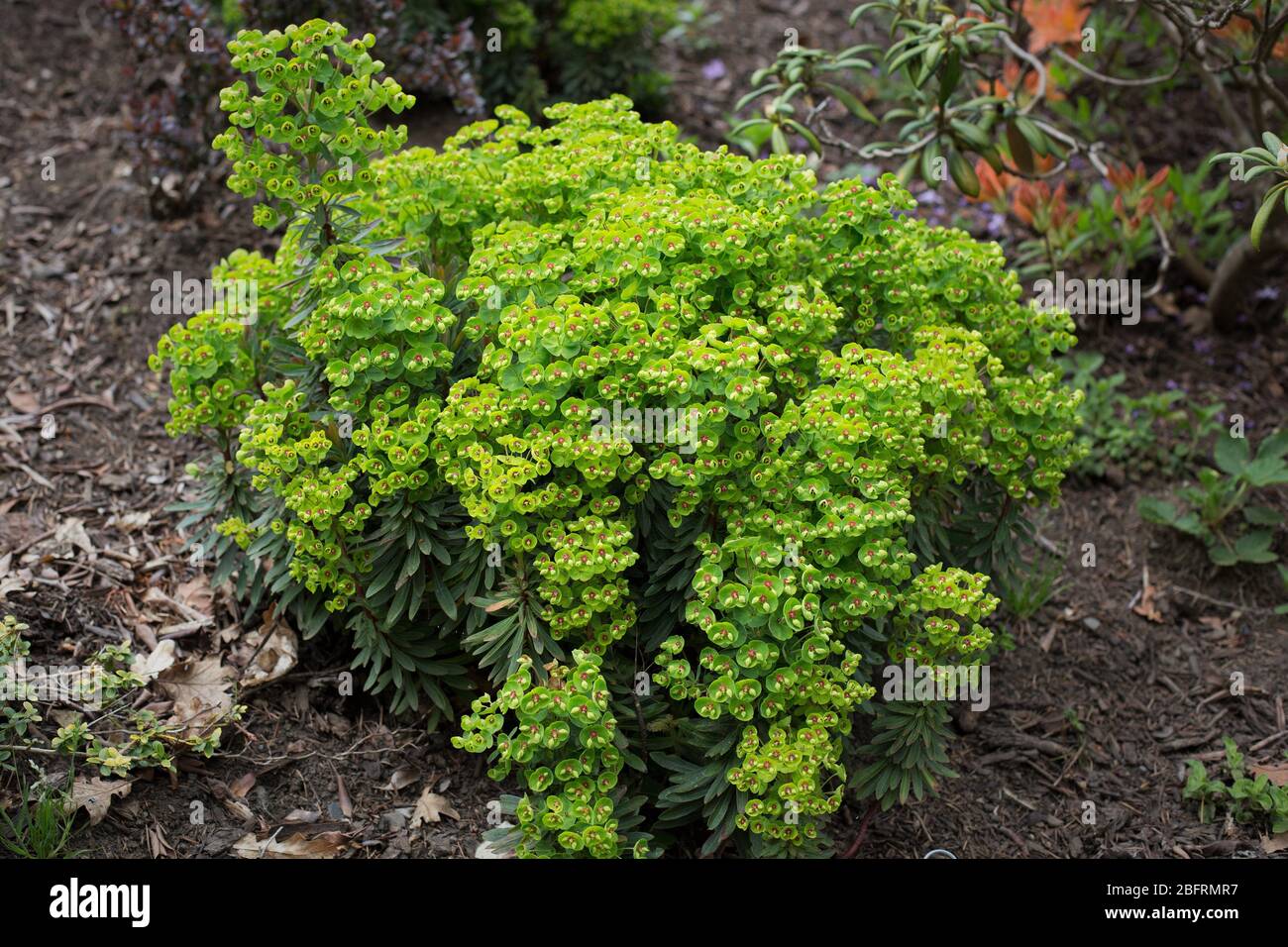 Euphorbia x martinii 'Tiny Tim' - Martin's spurge. Stock Photo