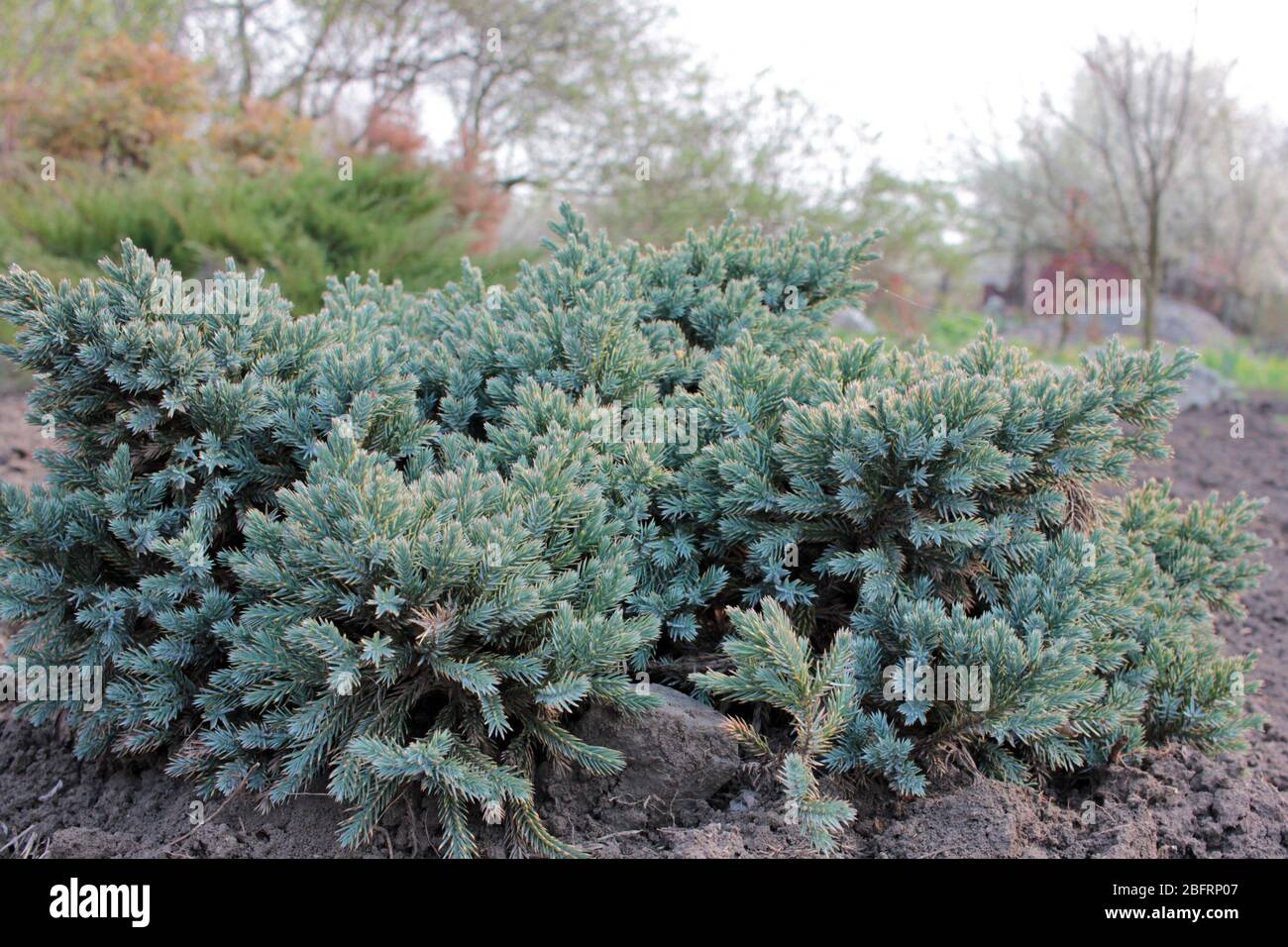 Blue Star Juniper Plant also known as Himalayan juniper. Needled evergreen shrub with silvery-blue, densely-packed foliage in the garden. Stock Photo
