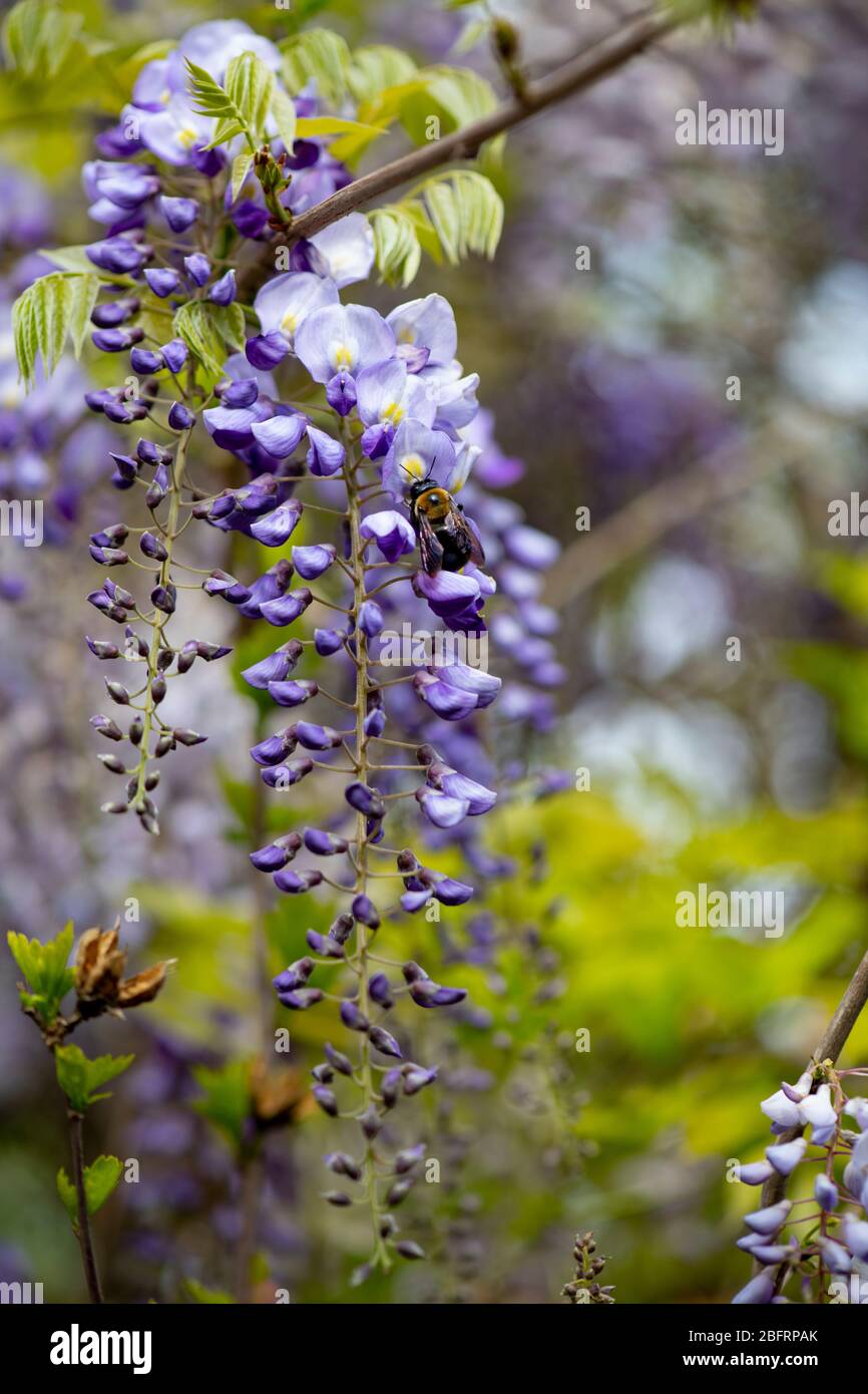 USA Wisteria  Fabaceae blue purple flowers in the spring in Maryland Stock Photo