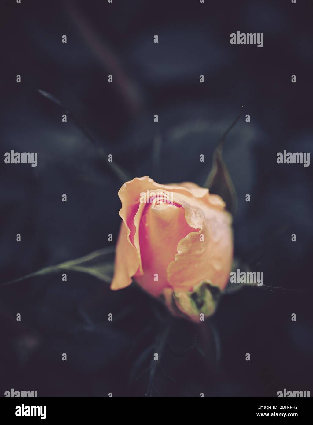 Horizontal shot yellow rose hi-res stock photography and images - Alamy