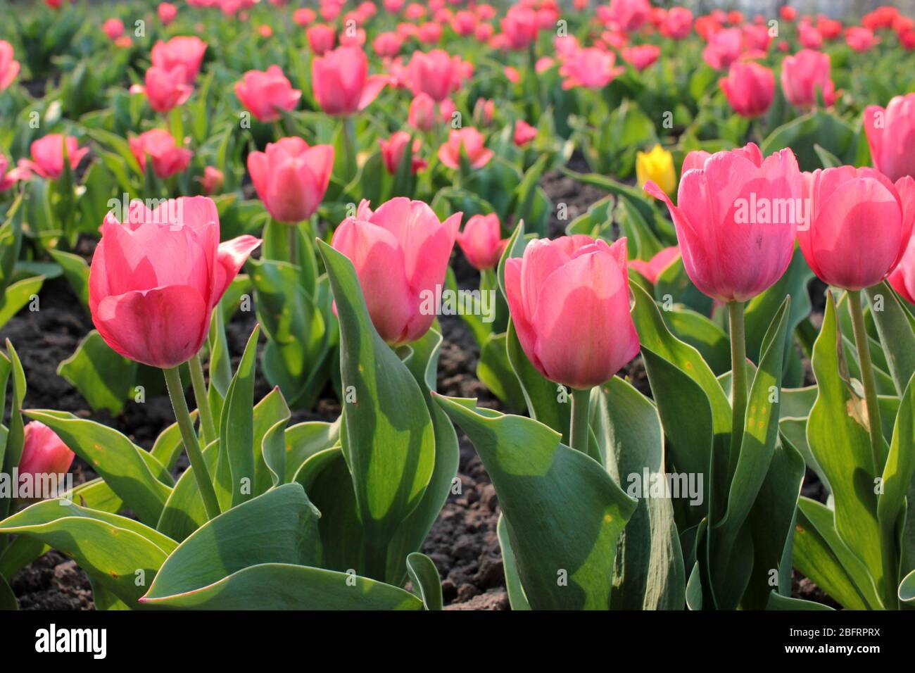 Pink tulip field in Ukraine. Variety of Dutch (Holland) tulip bulbs. Spring flowers bloom in the garden. Evening sunset light Stock Photo