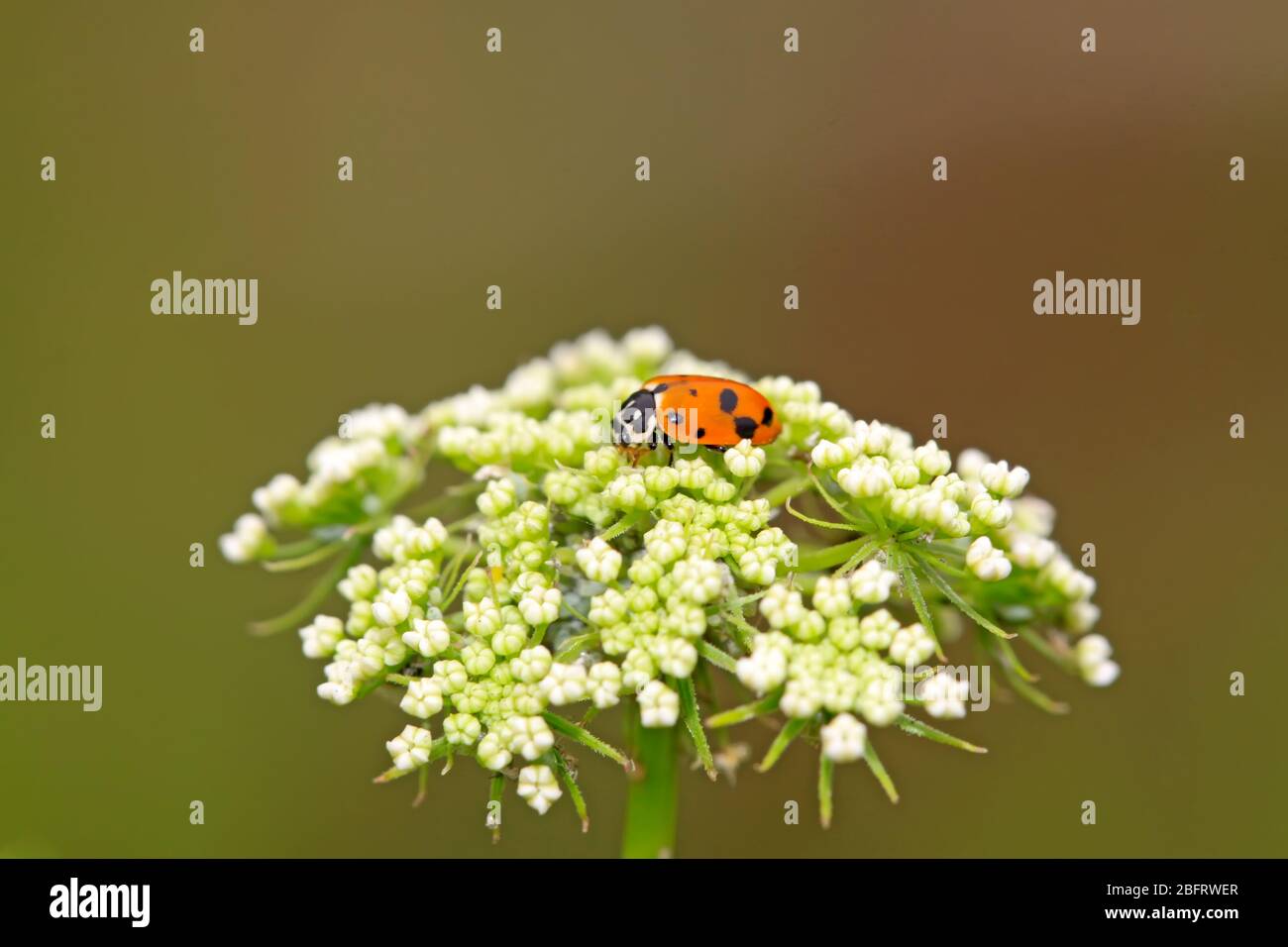 ladybug on a green leaf, taken photos in the natural wild state ...