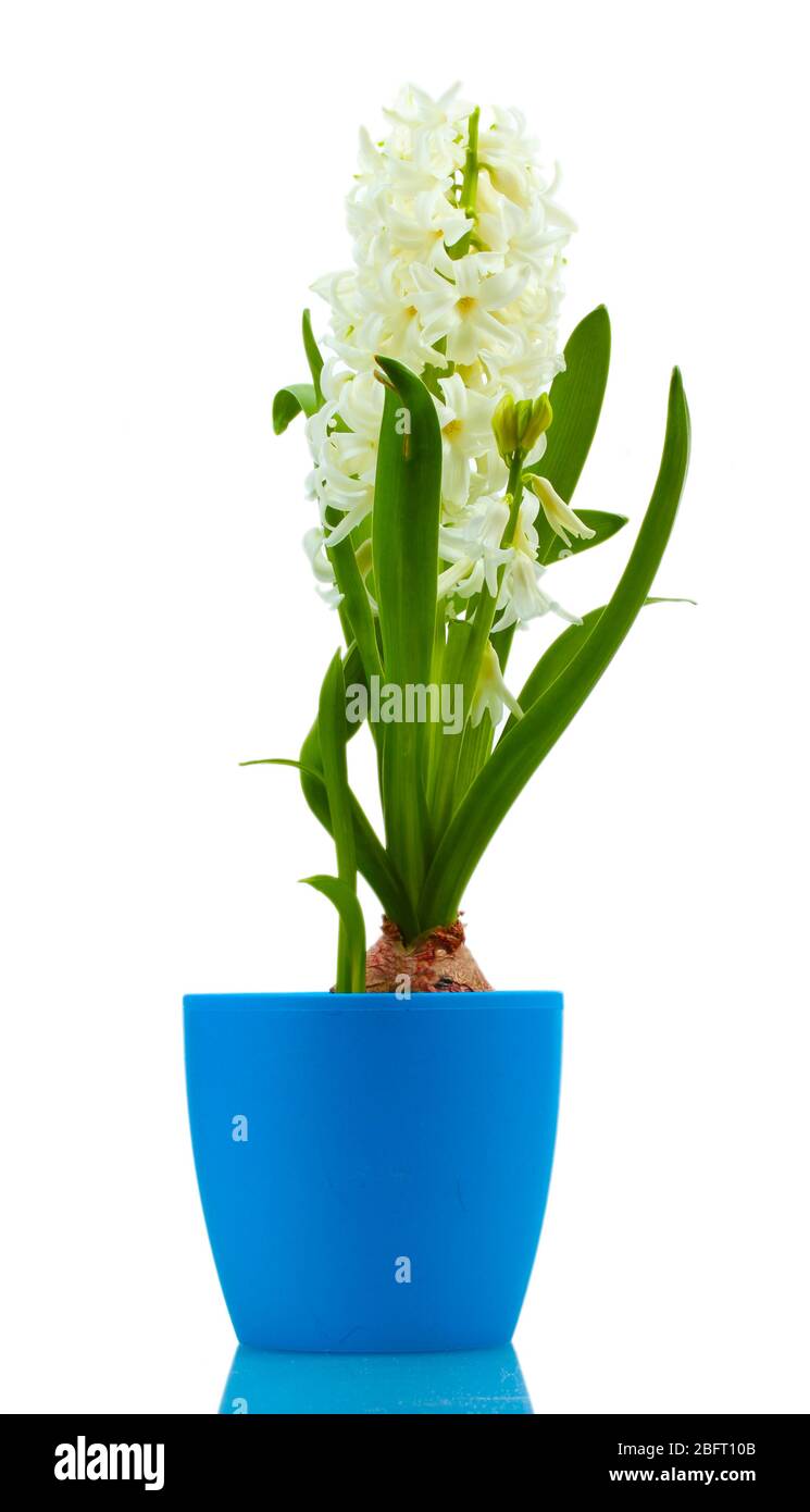 beautiful white hyacinth in blue flowerpot isolated on white Stock
