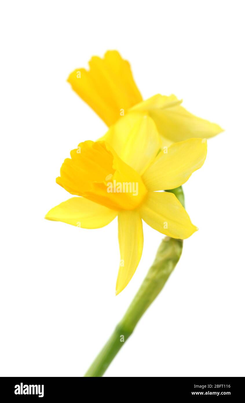 beautiful yellow daffodils isolated on white Stock Photo - Alamy