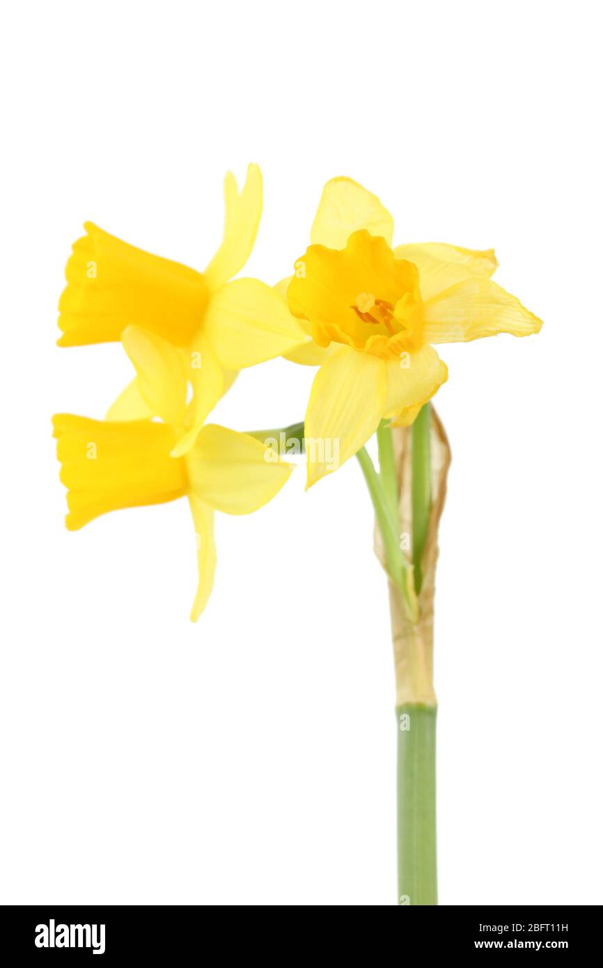 beautiful yellow daffodils isolated on white Stock Photo - Alamy