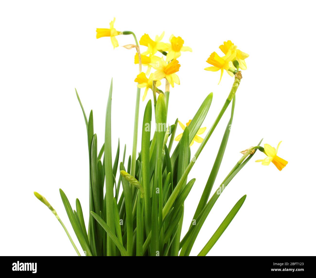 beautiful yellow daffodils isolated on white Stock Photo - Alamy