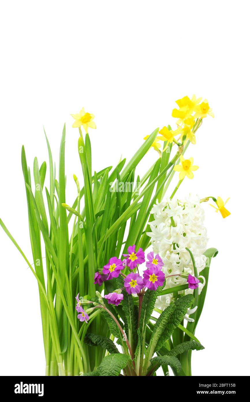 beautiful spring flowers isolated on white Stock Photo - Alamy