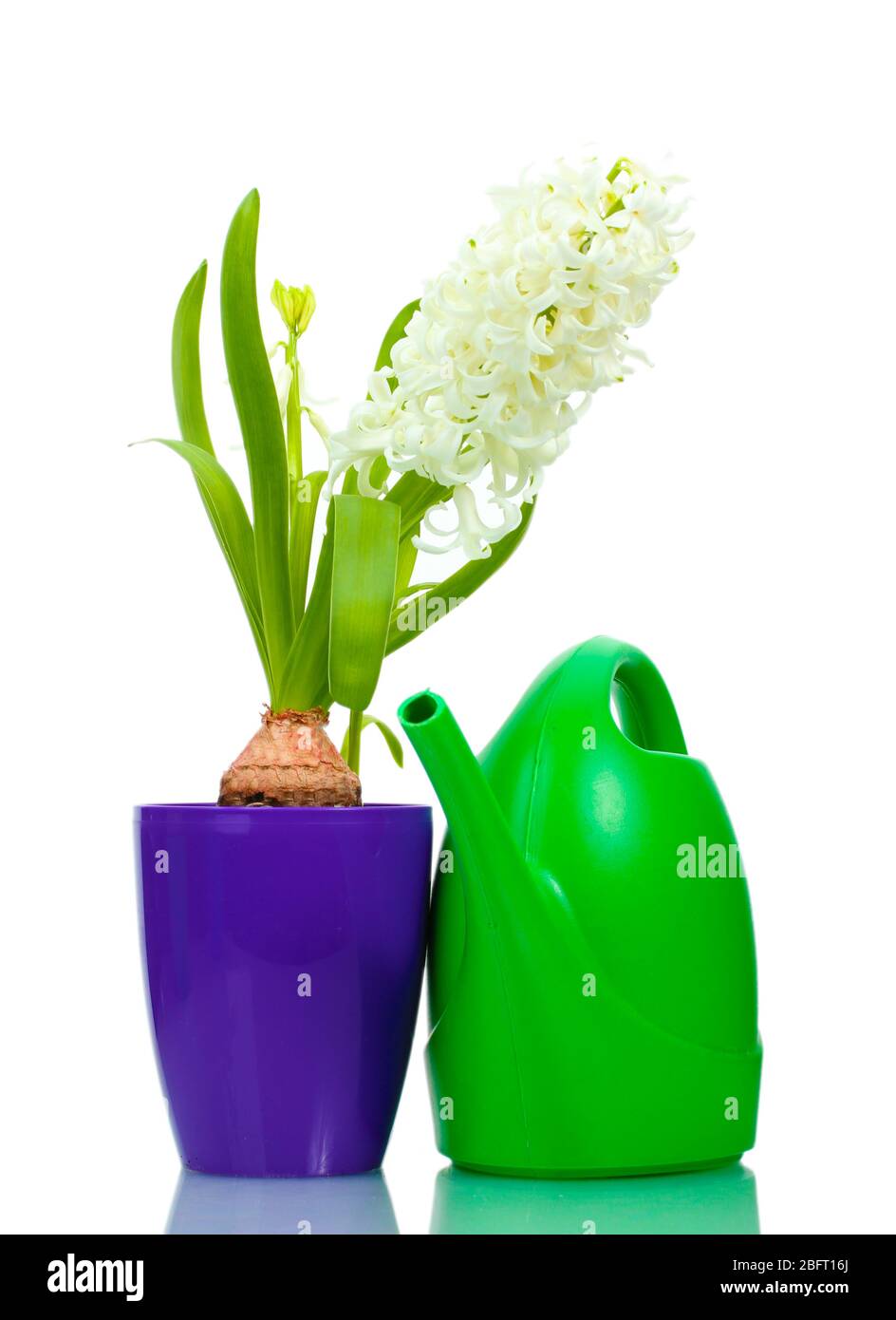 beautiful white hyacinth in purple flowerpot and watering can isolated