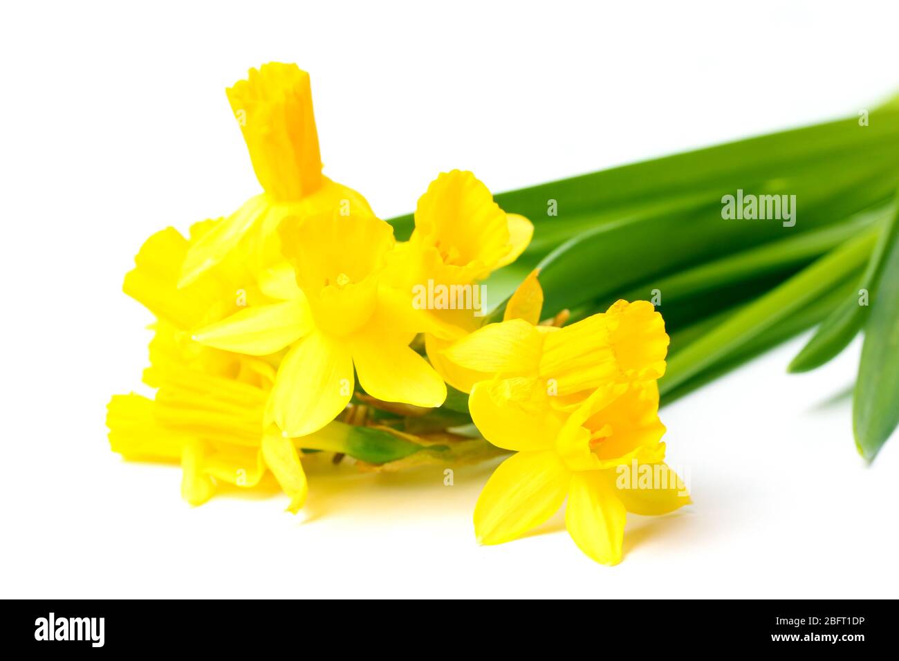 beautiful yellow daffodils isolated on white Stock Photo - Alamy