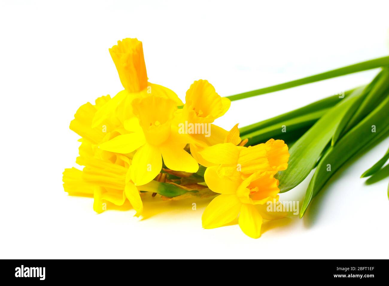 beautiful yellow daffodils isolated on white Stock Photo - Alamy