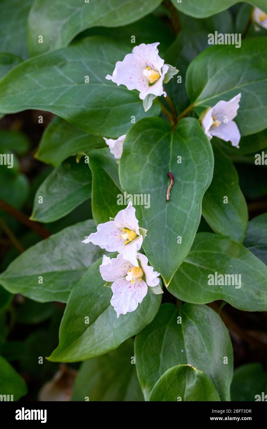 Small Coast Trilliums blooming in a woodland Stock Photo