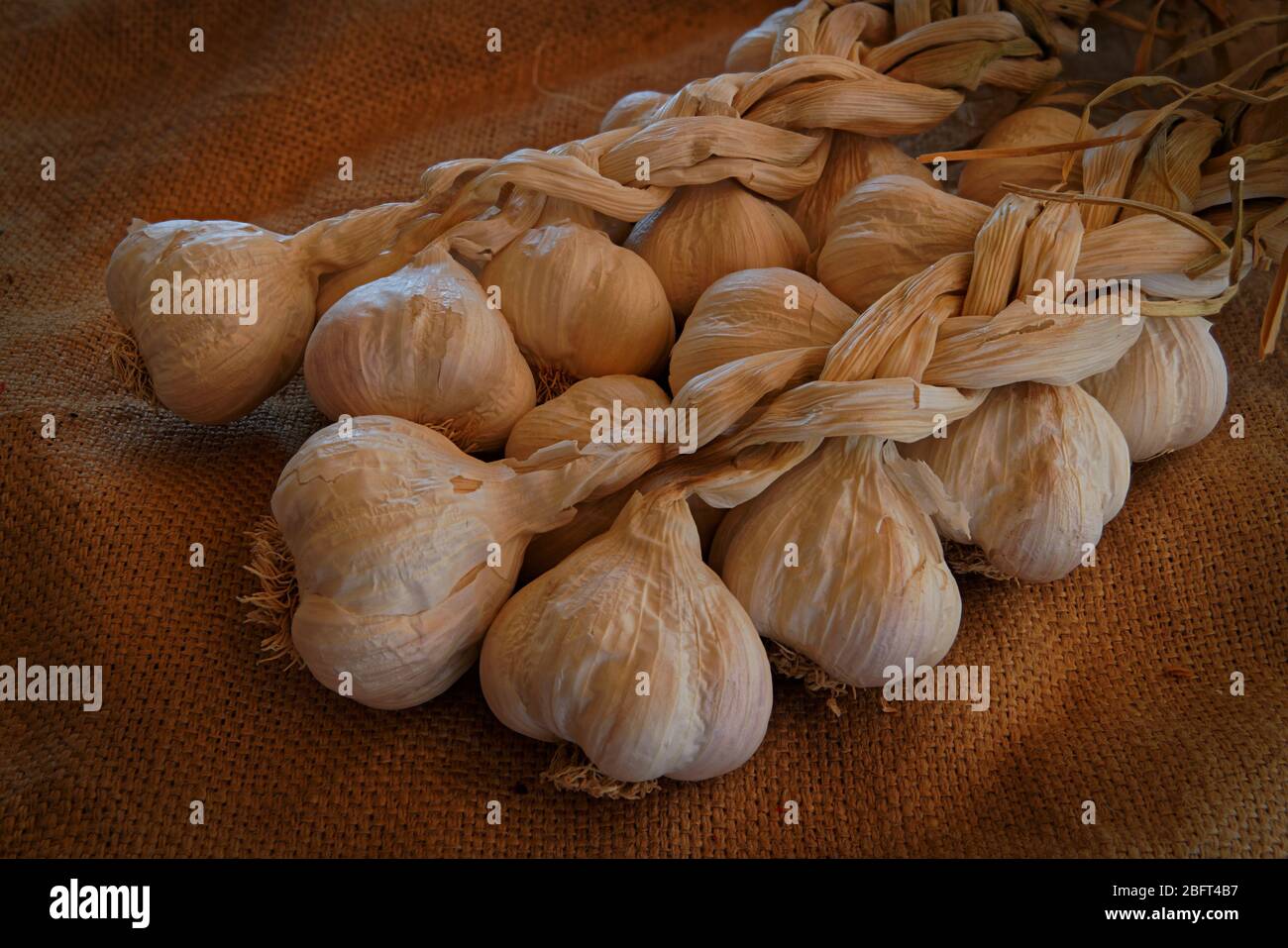 Two garlic plaits on a sack. Home grown organic garlic. Stock Photo