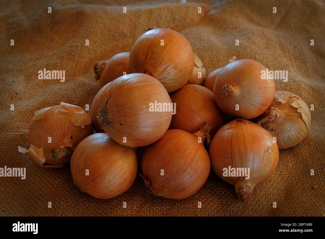 A pile of home grown organic brown onions on a sack. Stock Photo