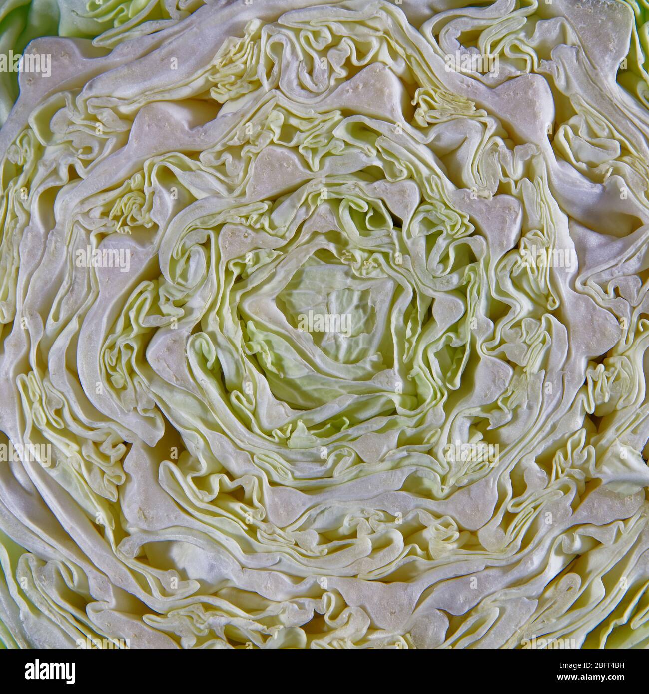 Superfood green cabbage cross section close up detail of the structure of the leaves. Stock Photo