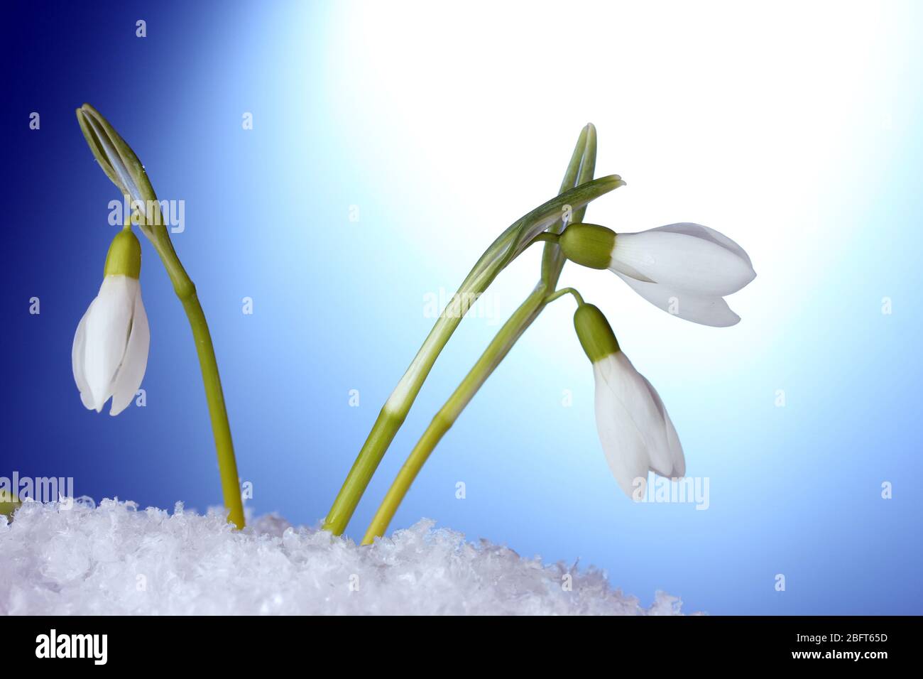 beautiful snowdrops in snow on blue background Stock Photo - Alamy