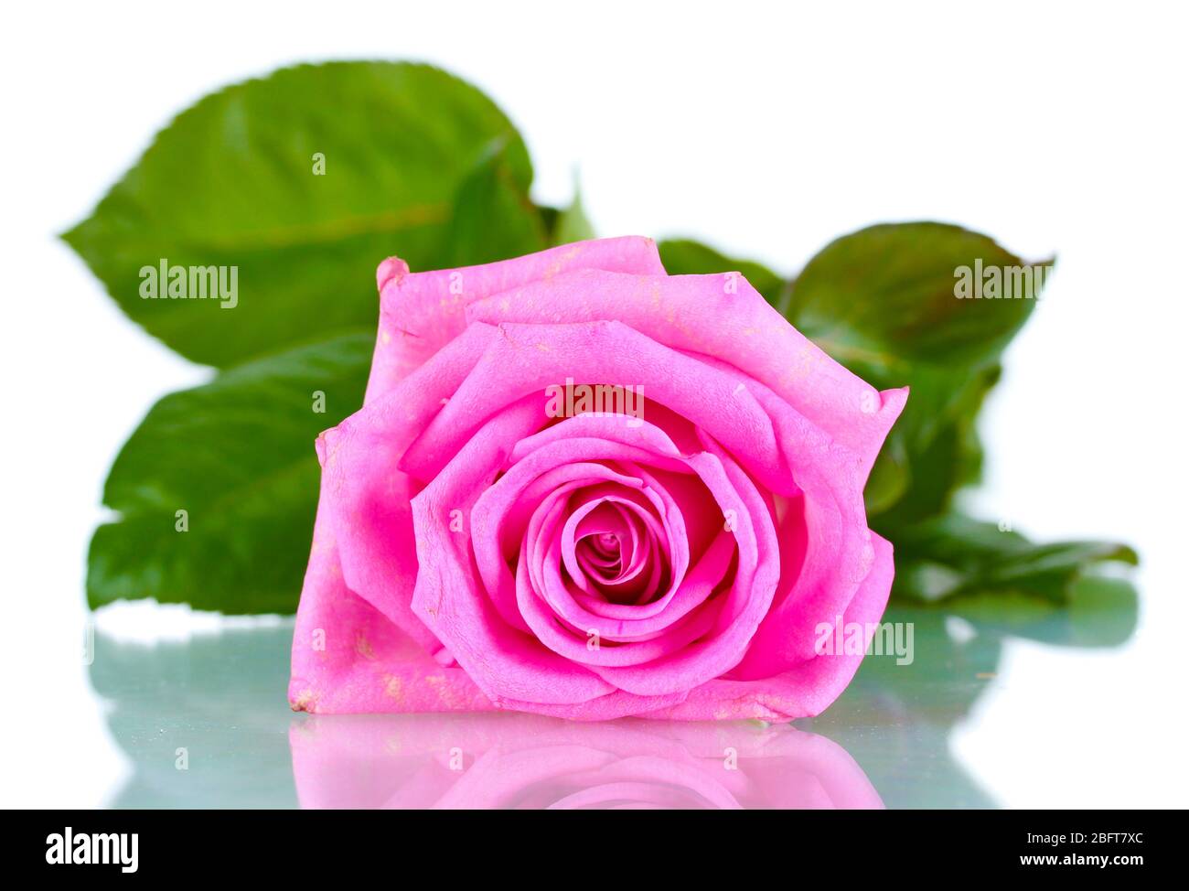 beautiful pink rose isolated on white Stock Photo - Alamy