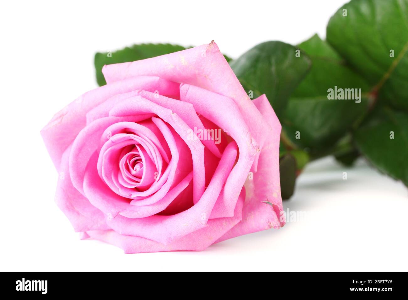 beautiful pink rose isolated on white Stock Photo - Alamy