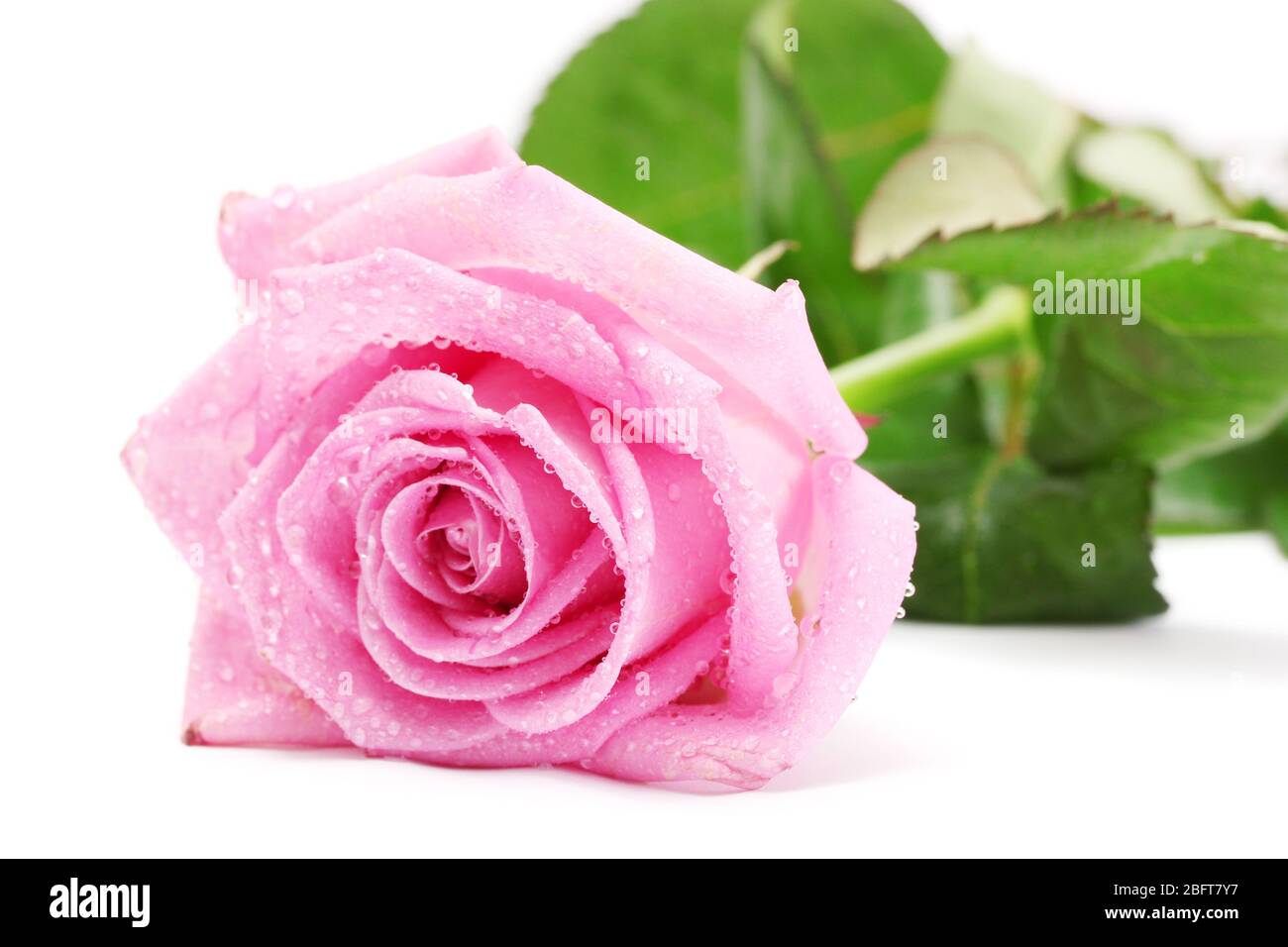 beautiful pink rose isolated on white Stock Photo - Alamy