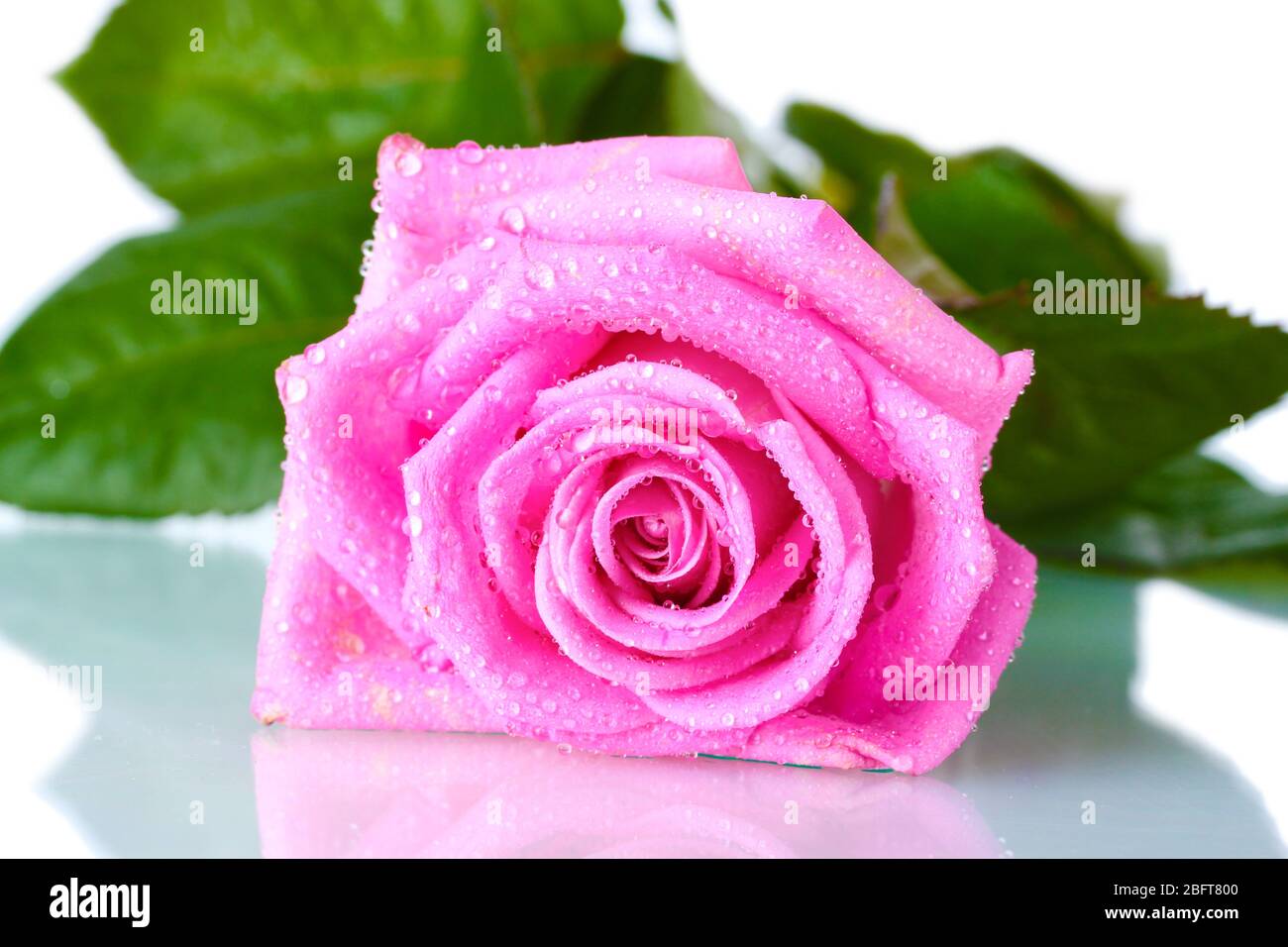 beautiful pink rose isolated on white Stock Photo - Alamy