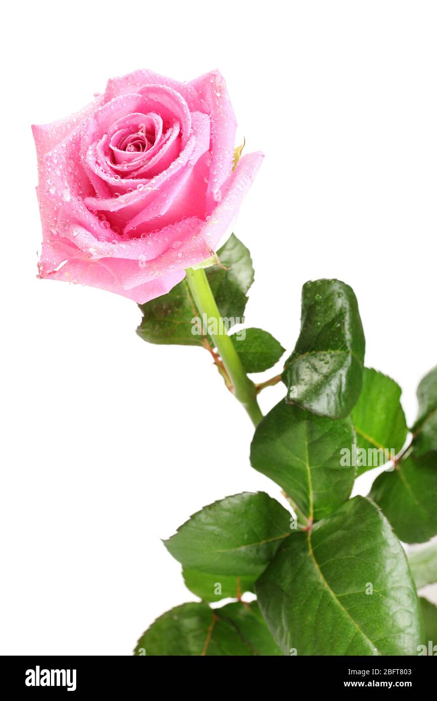 beautiful pink rose isolated on white Stock Photo - Alamy