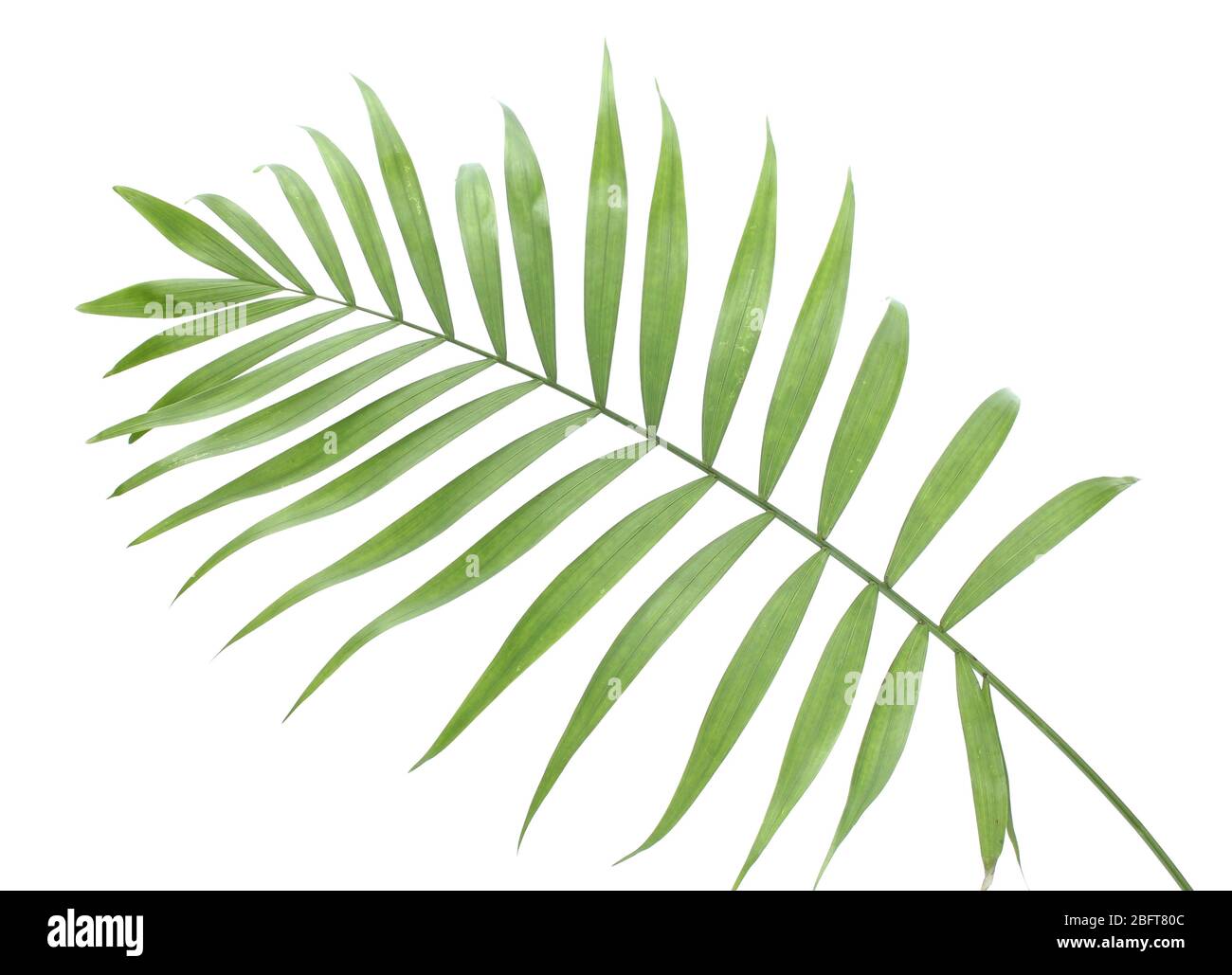 beautiful green palm leaf isolated on white Stock Photo - Alamy