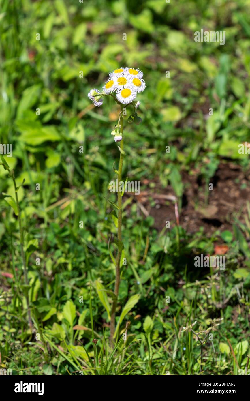 Philadelphia fleabane (Erigeron philadelphicus), Isehara City, Kanagawa Prefecture, Japan Stock Photo