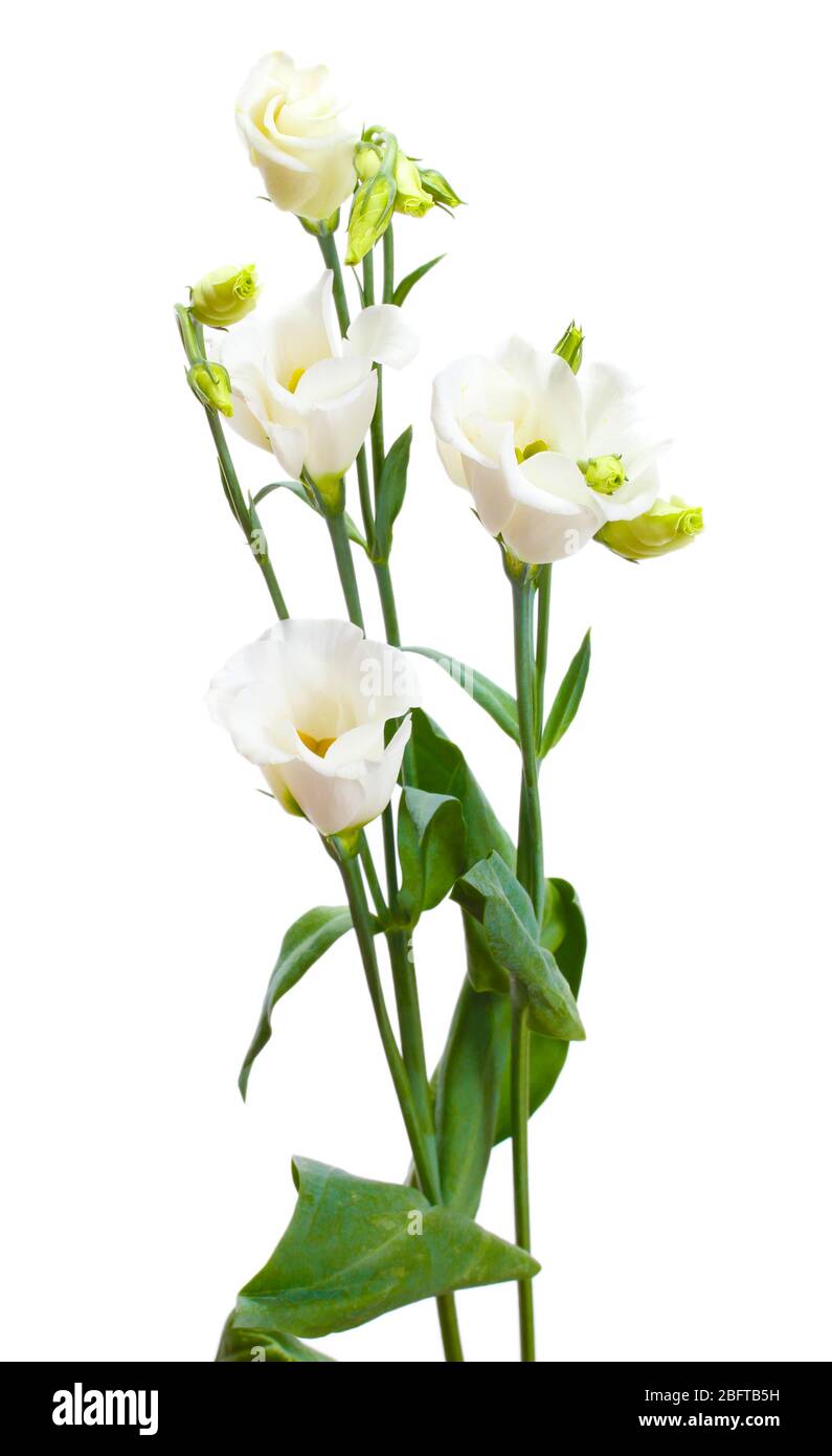 beautiful spring flowers isolated on white Stock Photo - Alamy