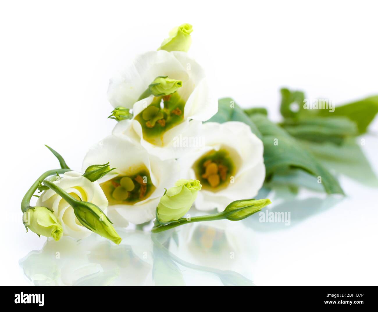 beautiful spring flowers isolated on white Stock Photo - Alamy