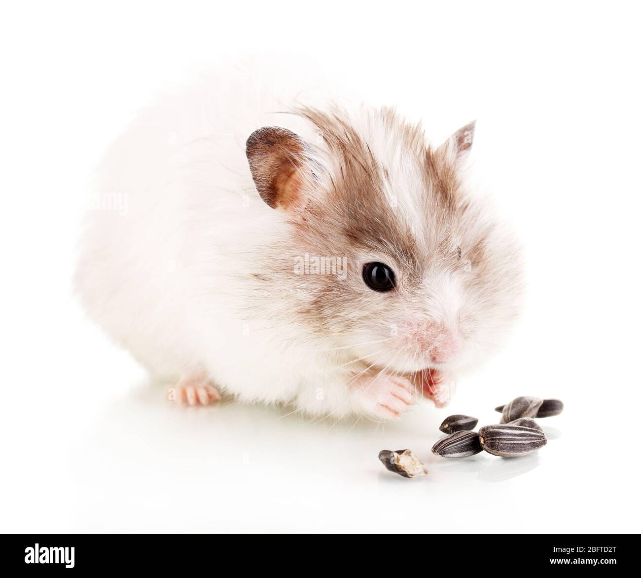 Cute hamster eating sunflower seeds isolated Stock Photo