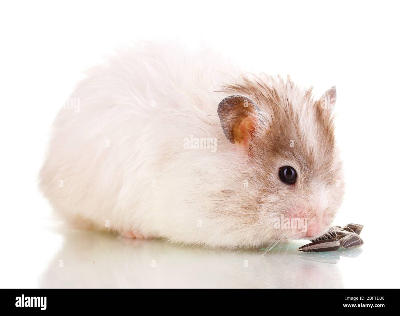 Cute hamster eating sunflower seeds isolated white Stock Photo Alamy