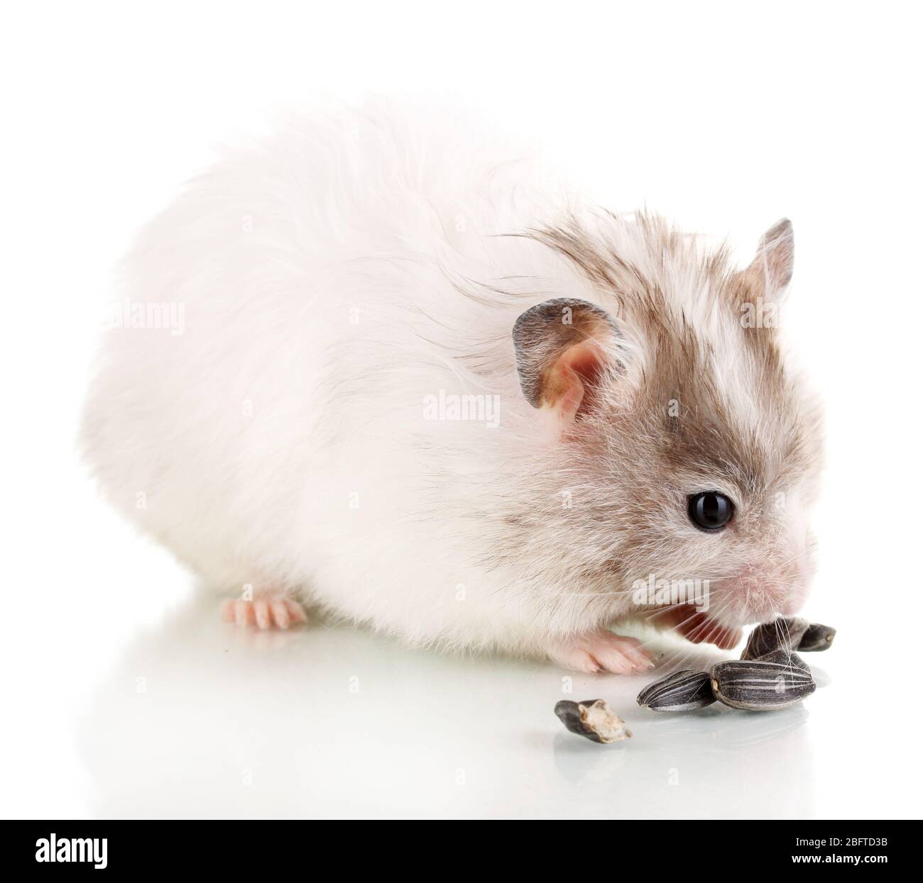 Cute hamster eating sunflower seeds isolated white Stock Photo Alamy