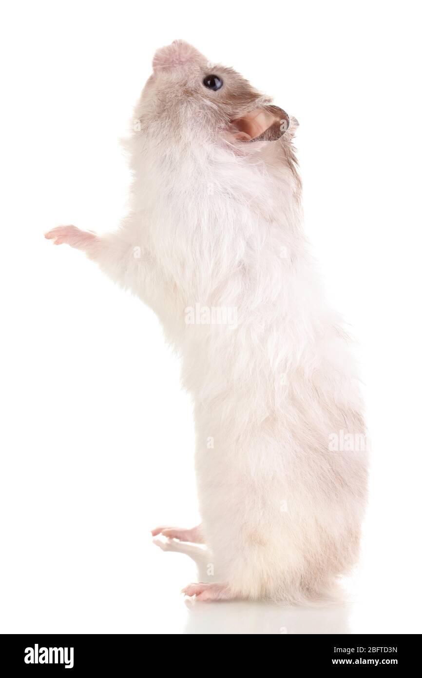 Cute hamster eating from hand isolated white Stock Photo
