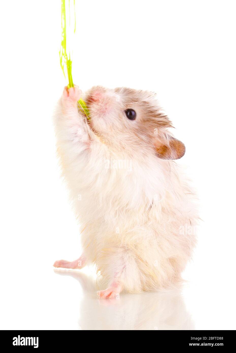 Cute hamster and rope isolated white Stock Photo Alamy