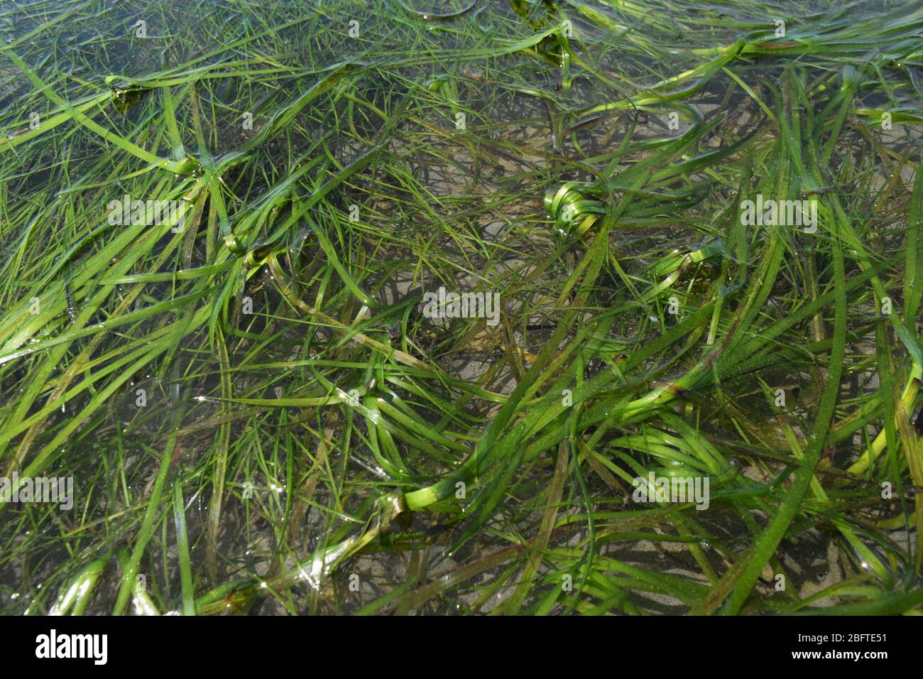 sea grass underwater Stock Photo