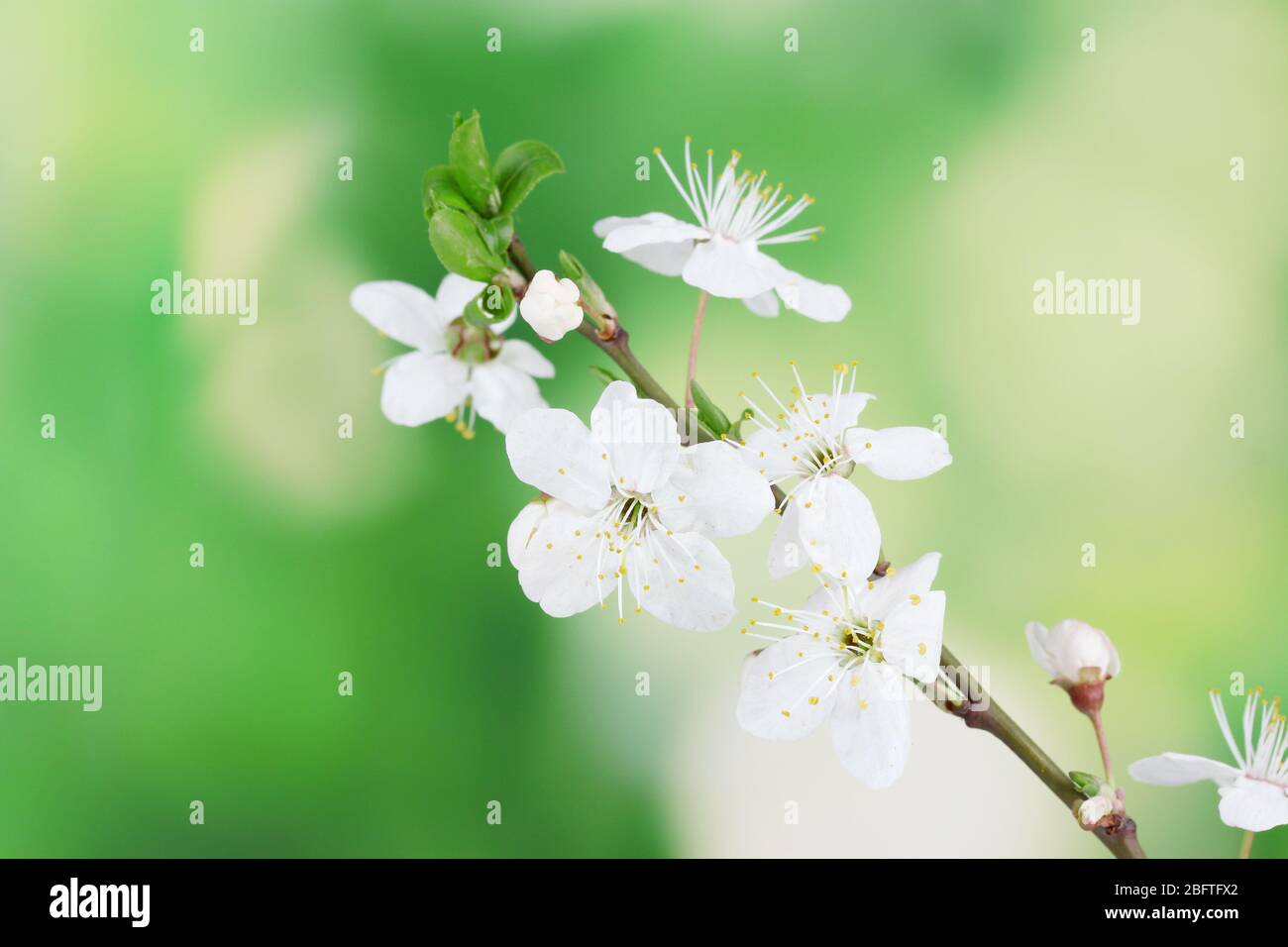 beautiful cherry blossom on green background Stock Photo - Alamy