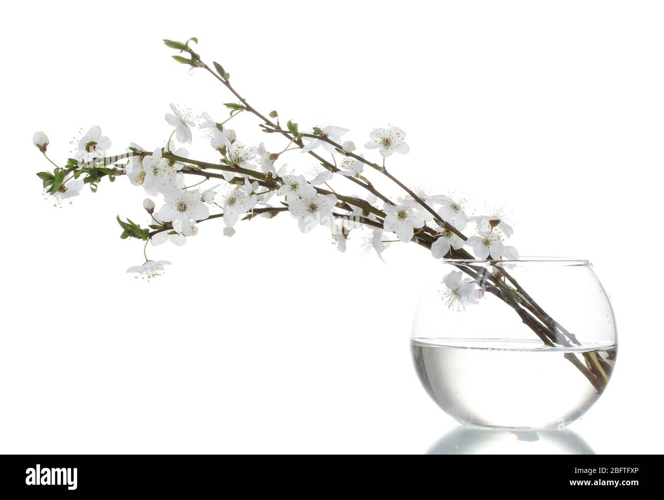 beautiful cherry blossom in vase isolated on white Stock Photo Alamy