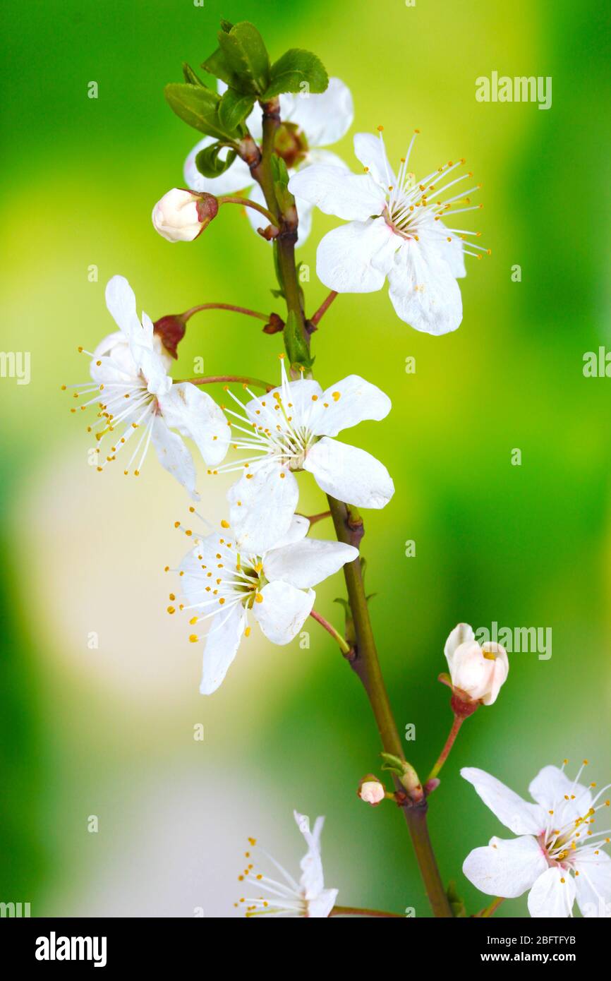 beautiful cherry blossom on green background Stock Photo - Alamy