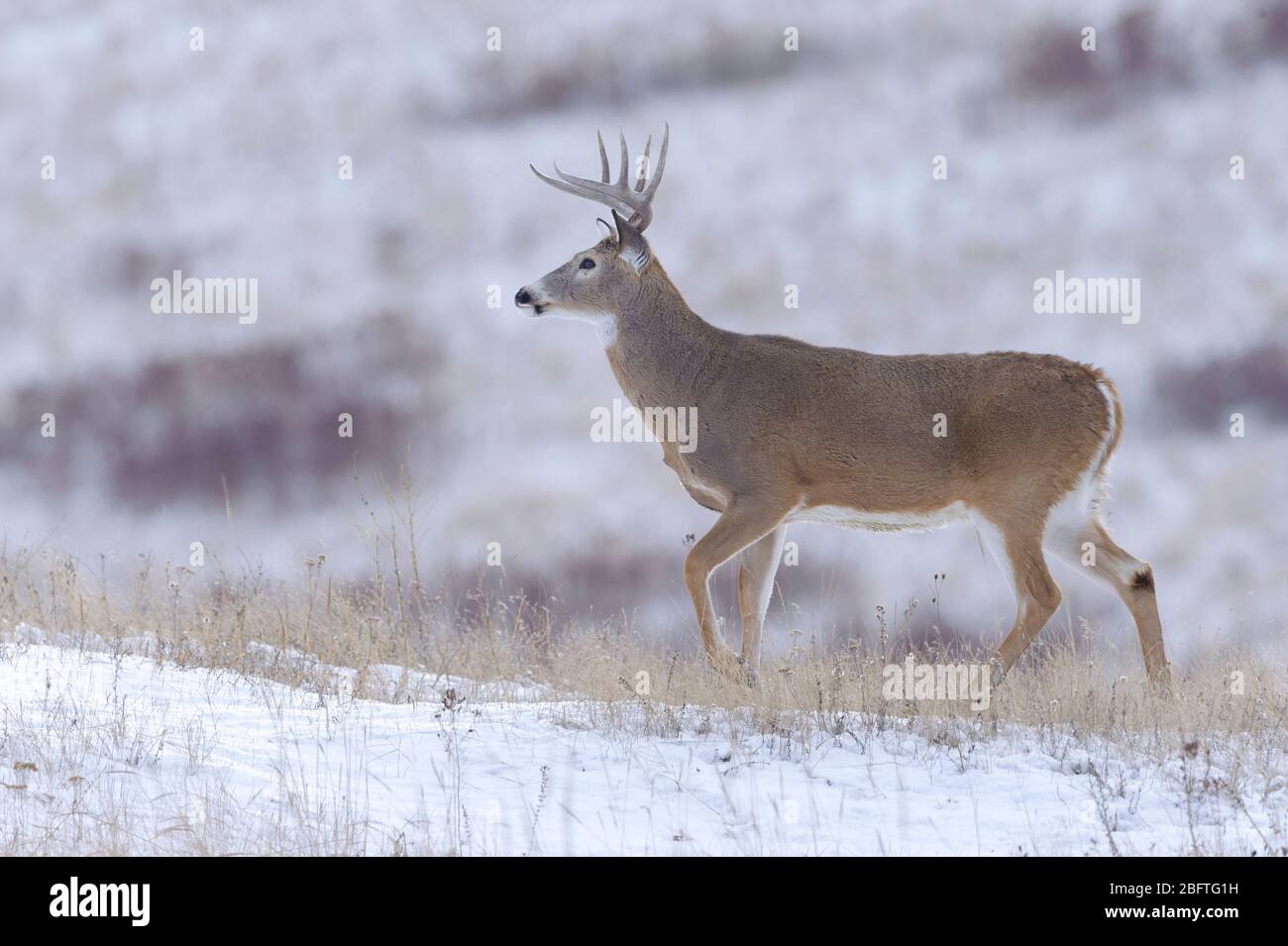 A white-tailed buck walks through snow, Western Montana Stock Photo